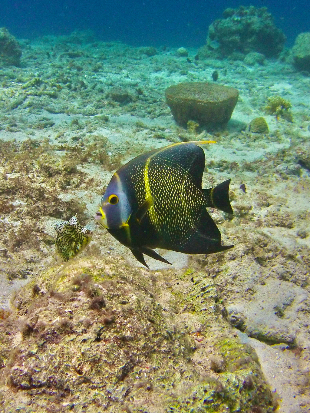 French Queen Angelfish