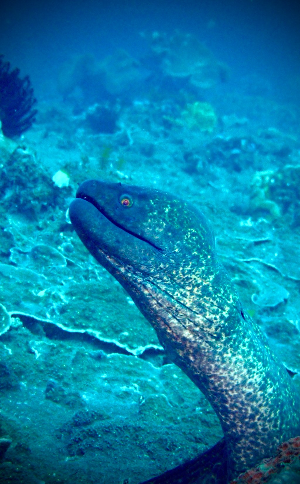Yellow-edged moray