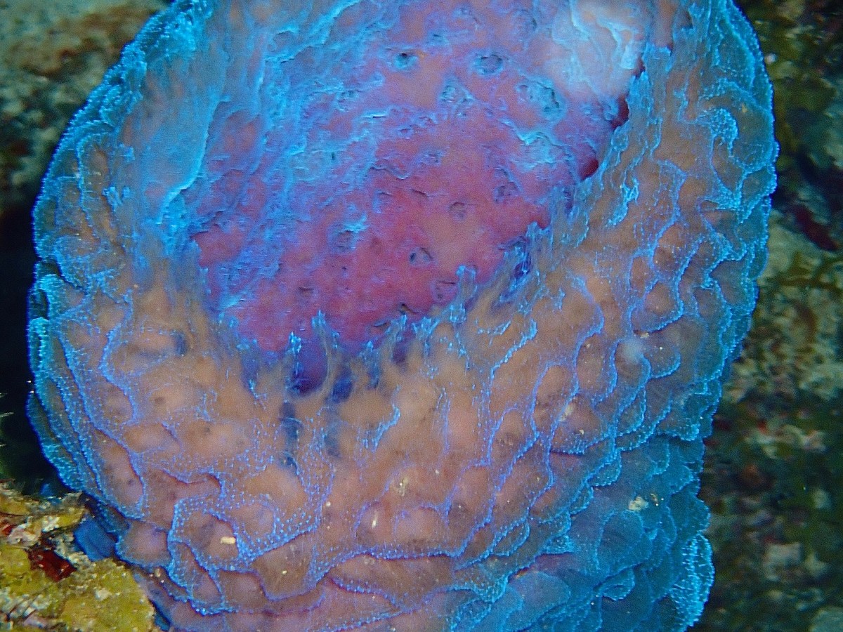 Blue Sponge