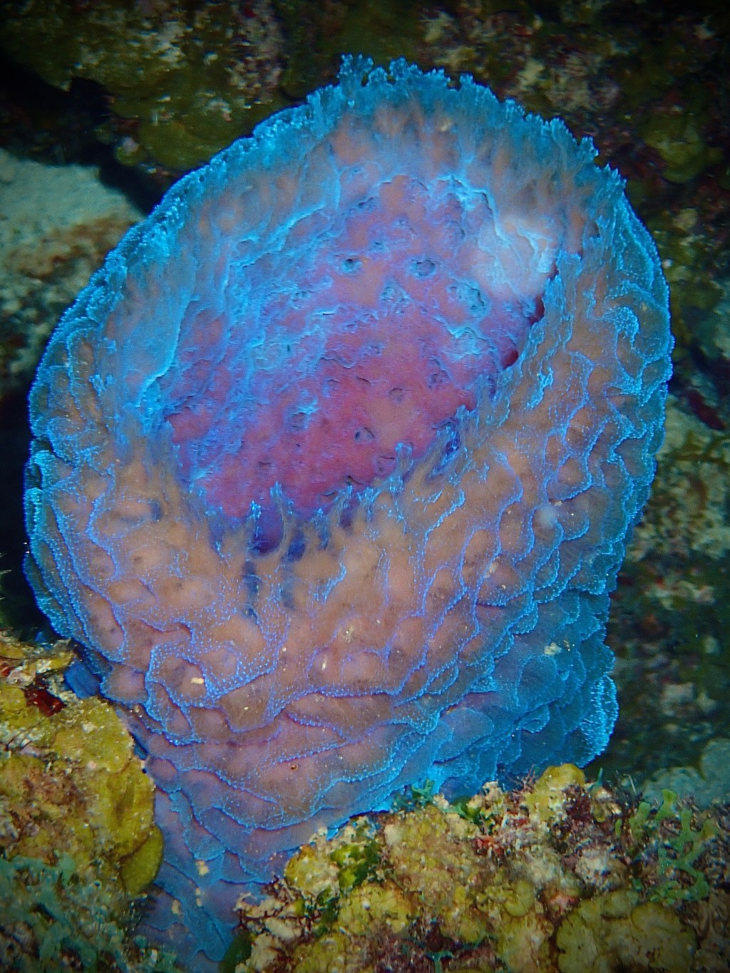 Blue Sponge