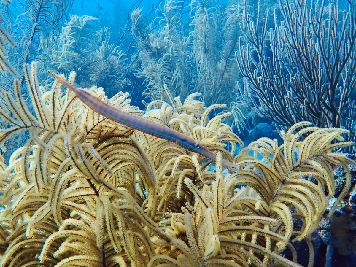 Trumpetfish