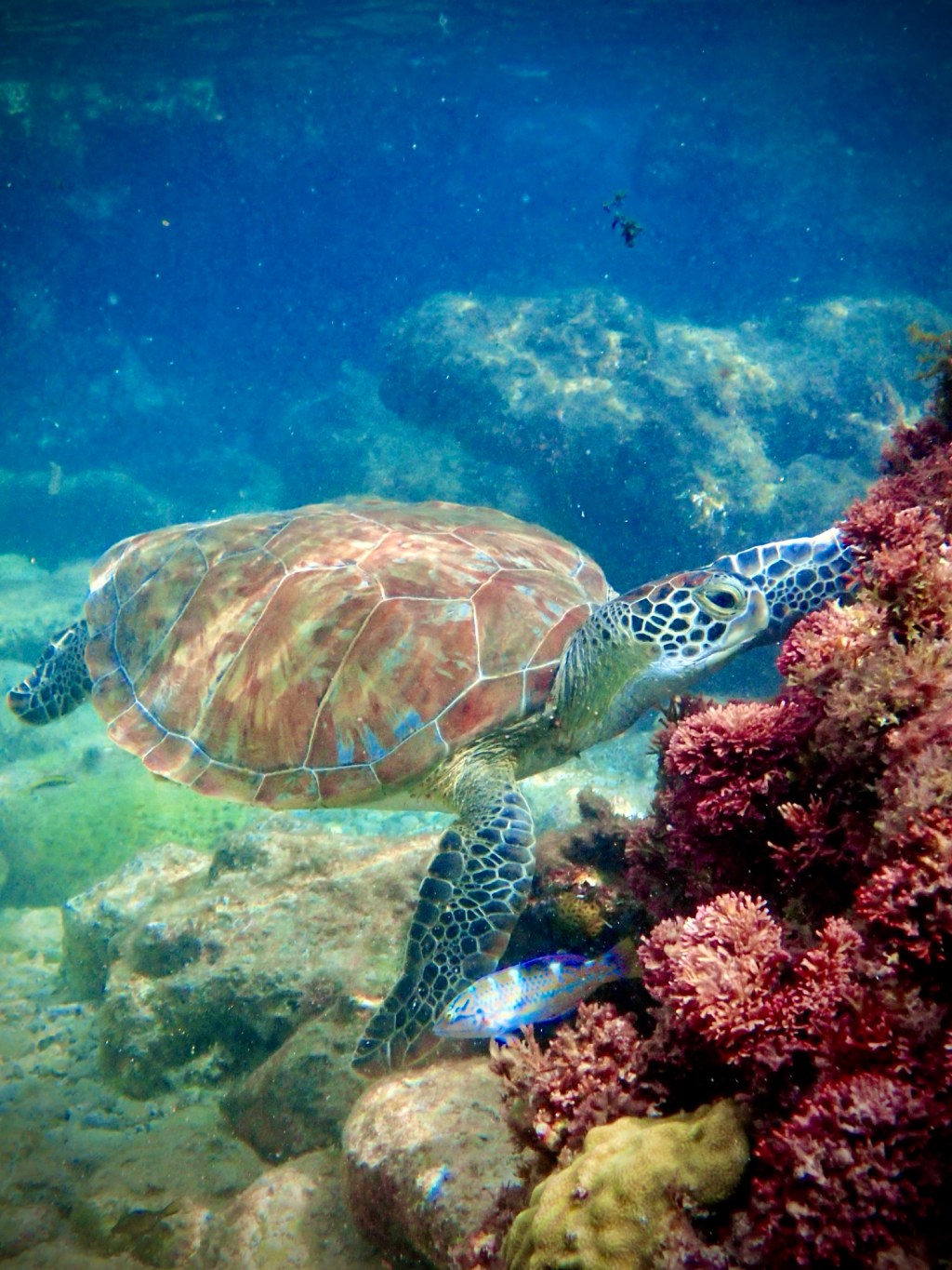 Breakwater buddies