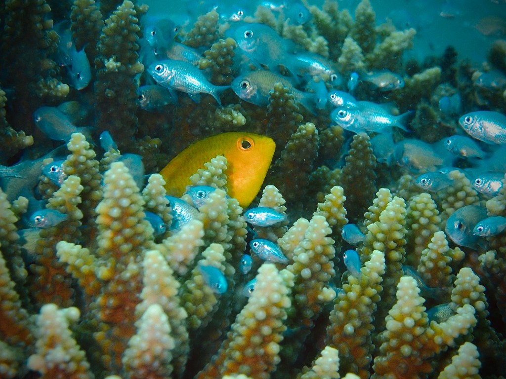 Reef Trifecta