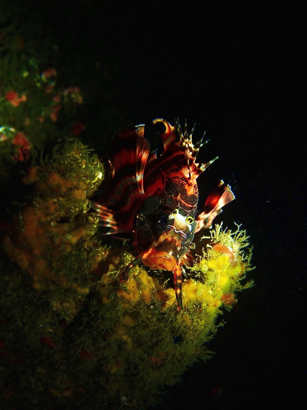Tasseled Scorpionfish