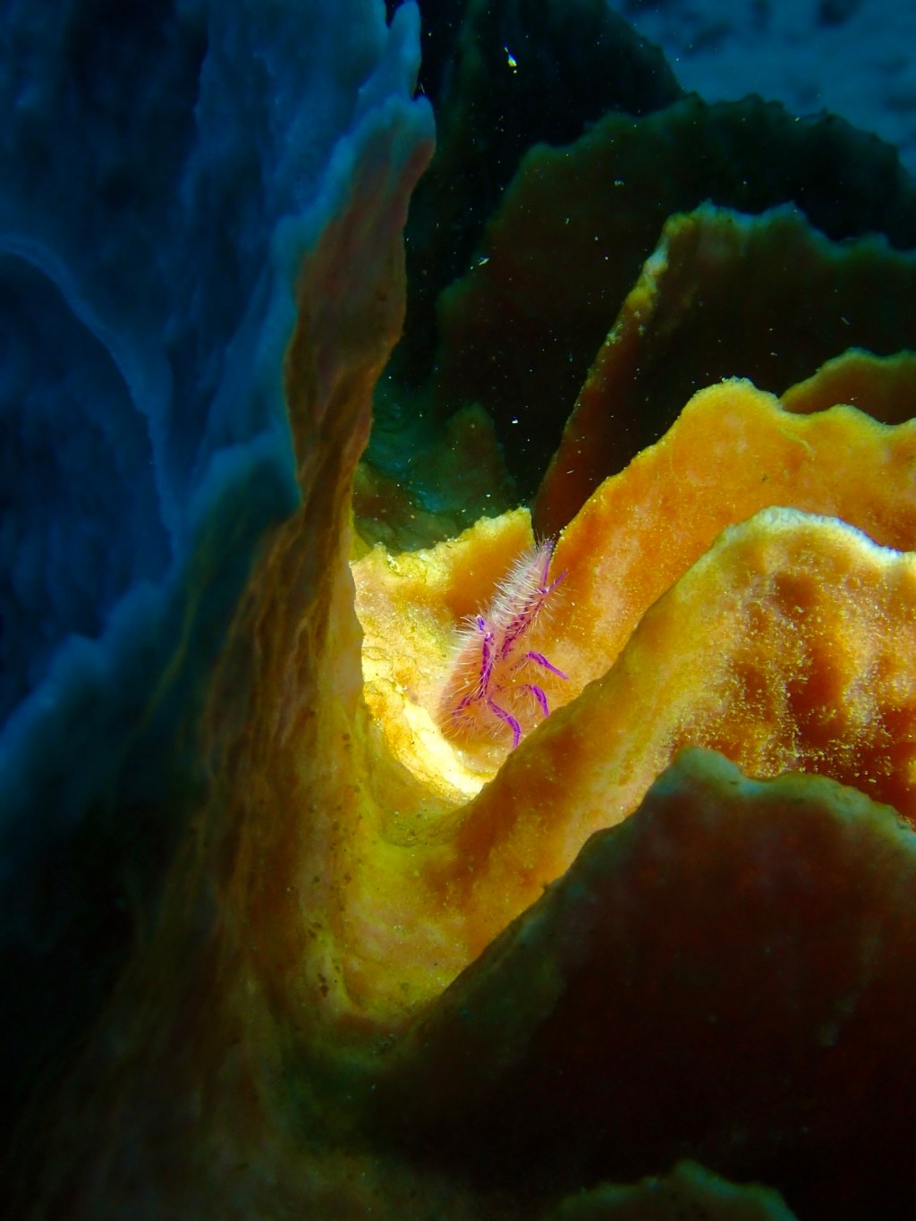 Sponge hideout