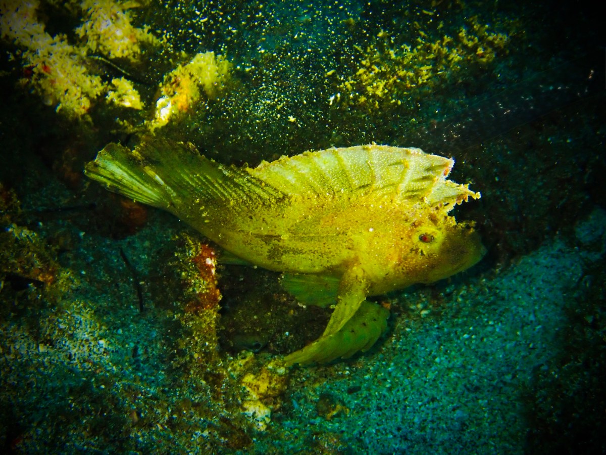 Leaf scorpionfish