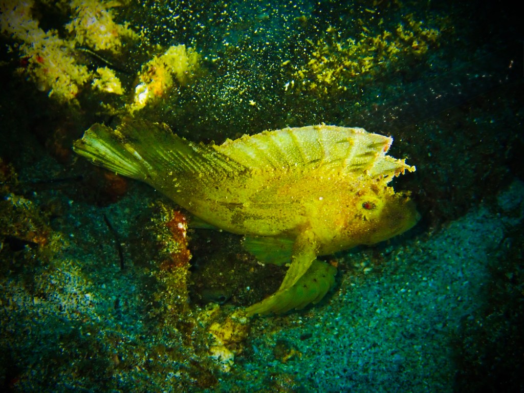 Leaf scorpionfish